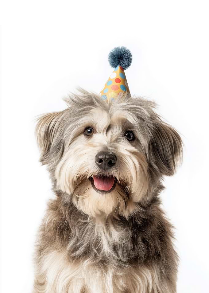 Dandie Dinmont Terrier Dog with Party Hat
