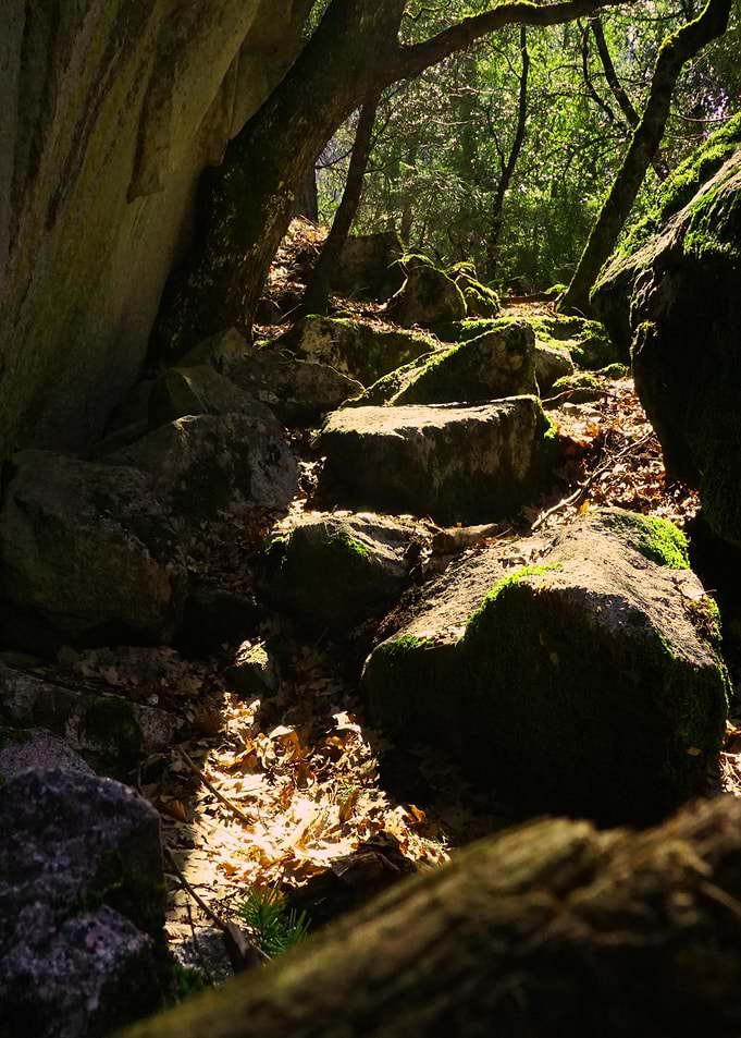 Forest Lightfall