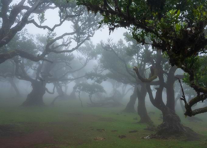 Foggy Forest Landscape