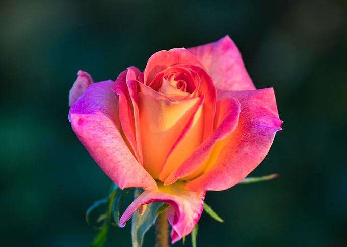 Pink and Orange Rose Close-Up