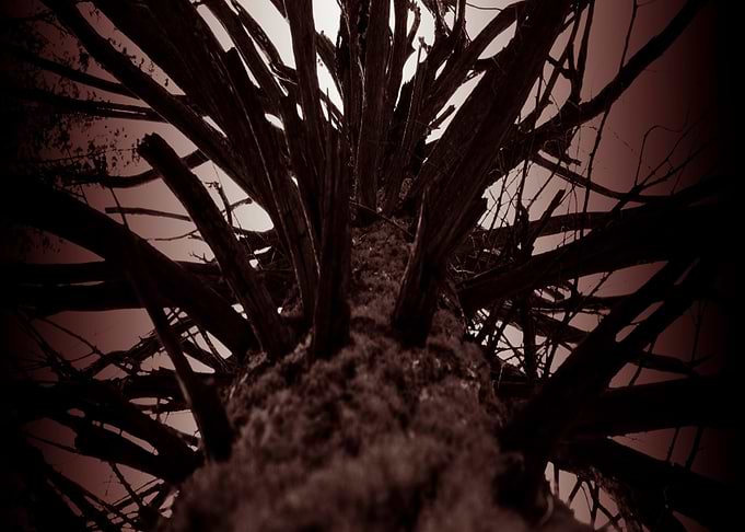Tree of Time