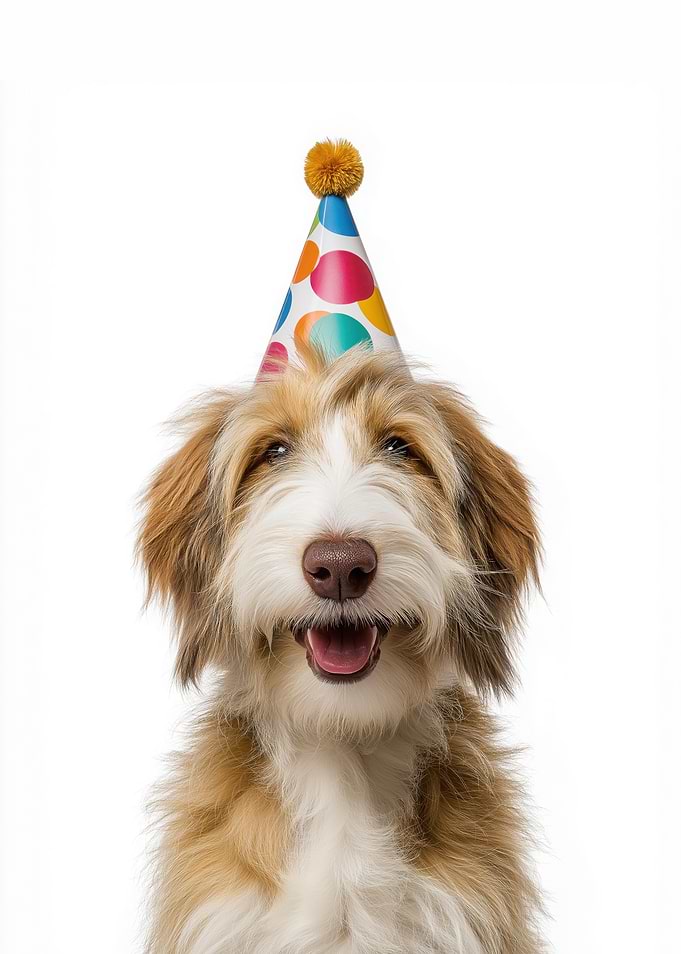 Grand Basset Griffon Vendéen Dog with Party Hat