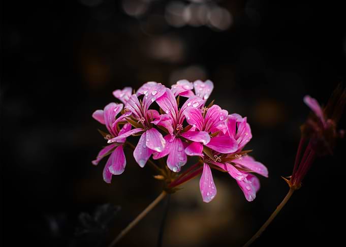 Pink Geranium Flowers with Water Droplets