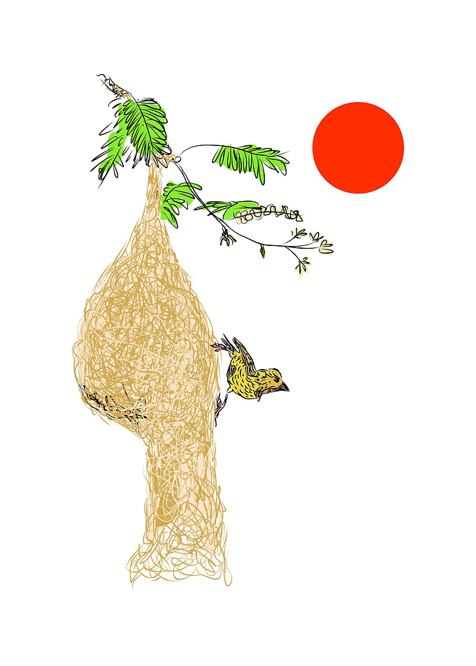 Bird Nest Illustration with Weaver Bird