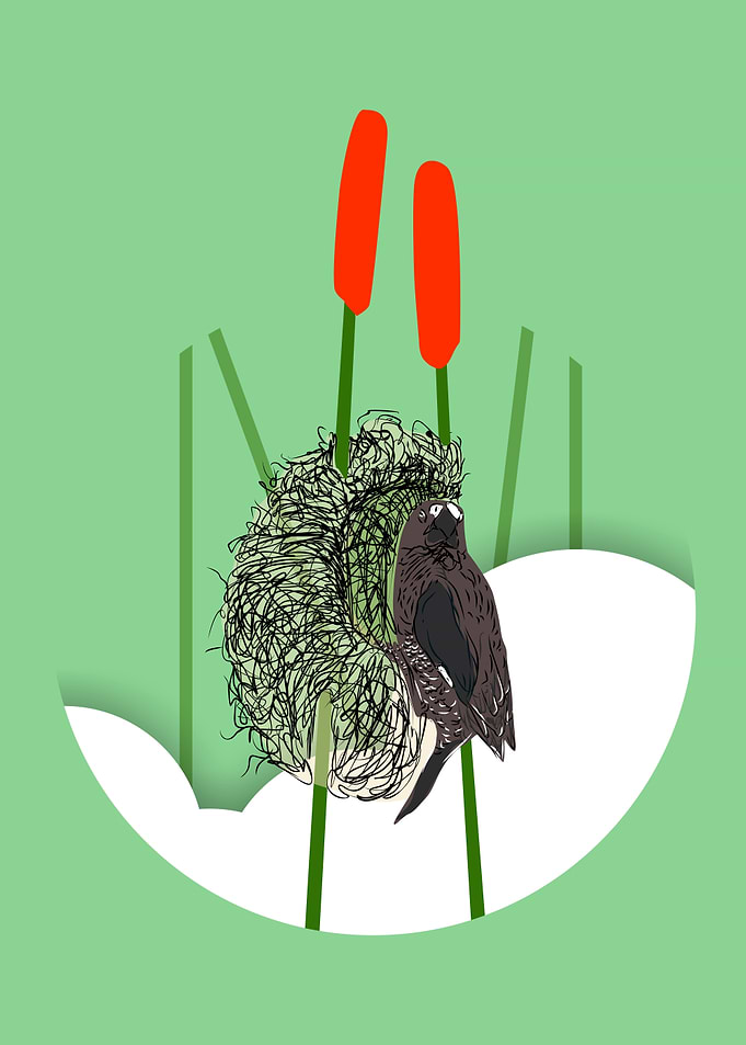 Bird on Nest with Cattails Illustration