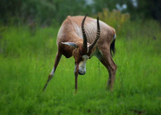 Blesbok Grazing in Green Field