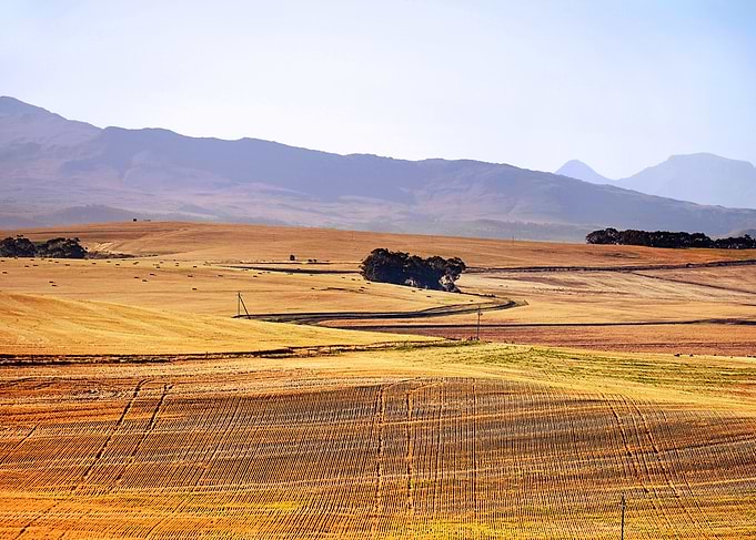Golden Fields and Distant Mountains