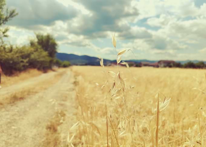 Golden Oat Field with Path