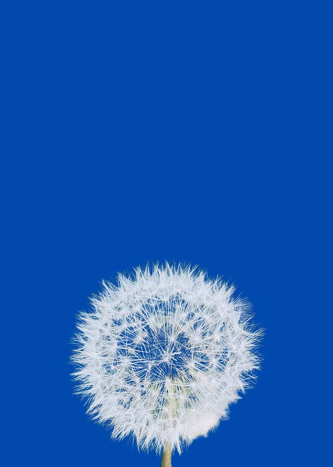 Minimalist Dandelion in Blue - Portrait