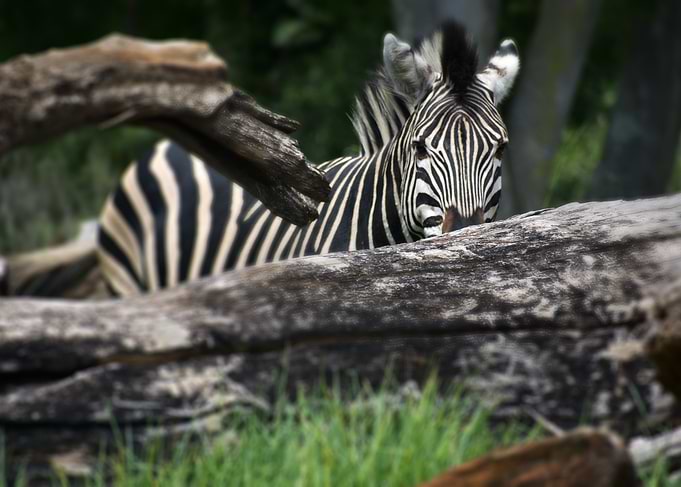 Zebra behind a log