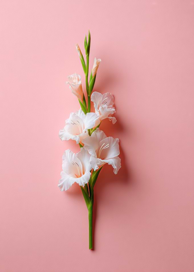 Elegant White Gladiolus on Pink Background