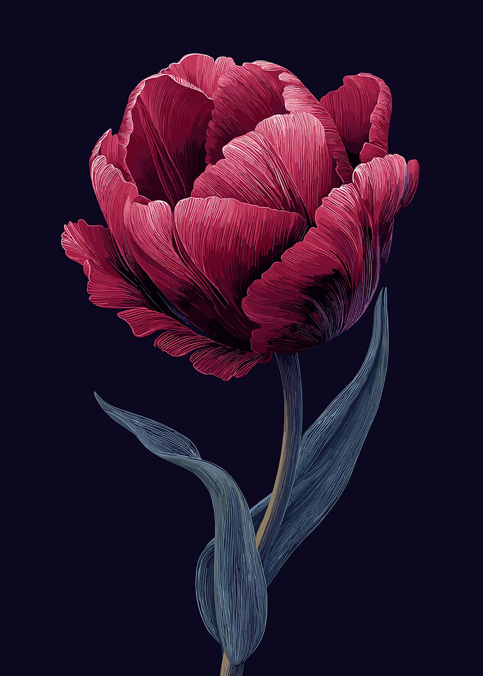 Elegant red tulip