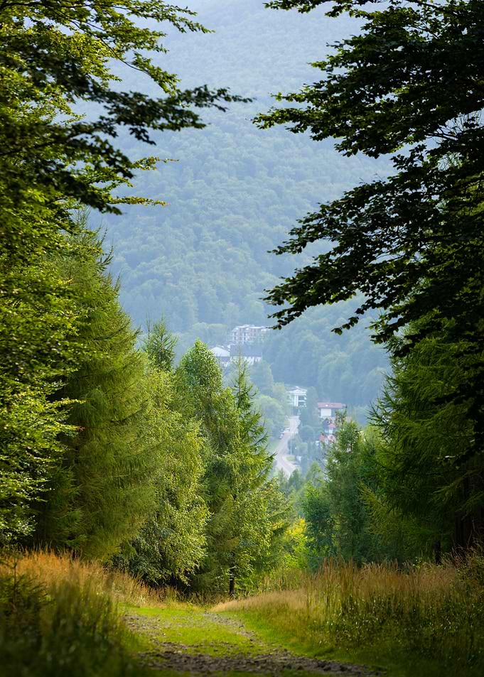 Forest Path View, Beskid Mountains, Poland