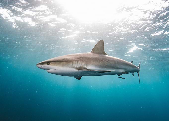 Shark in Ocean