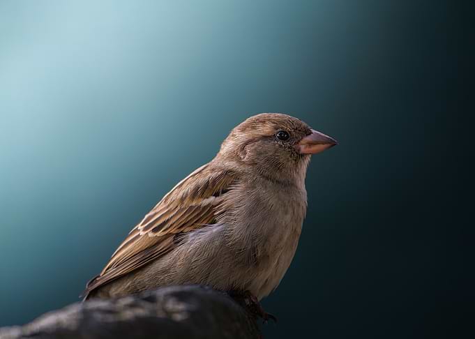 Sparrow Portrait on Dark Teal Background