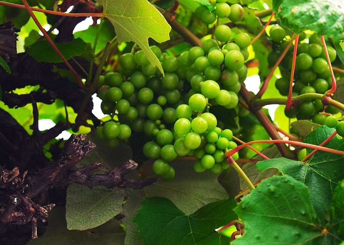 Green Grapes on the Vine