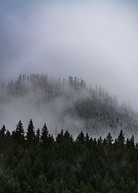 Misty Forest