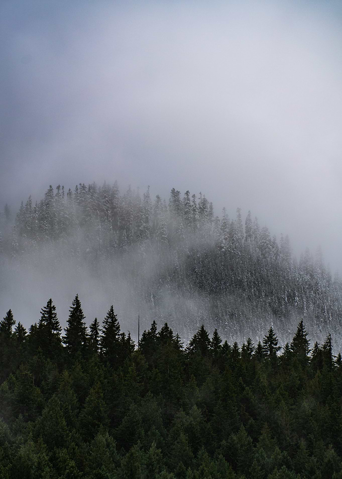 Misty Forest