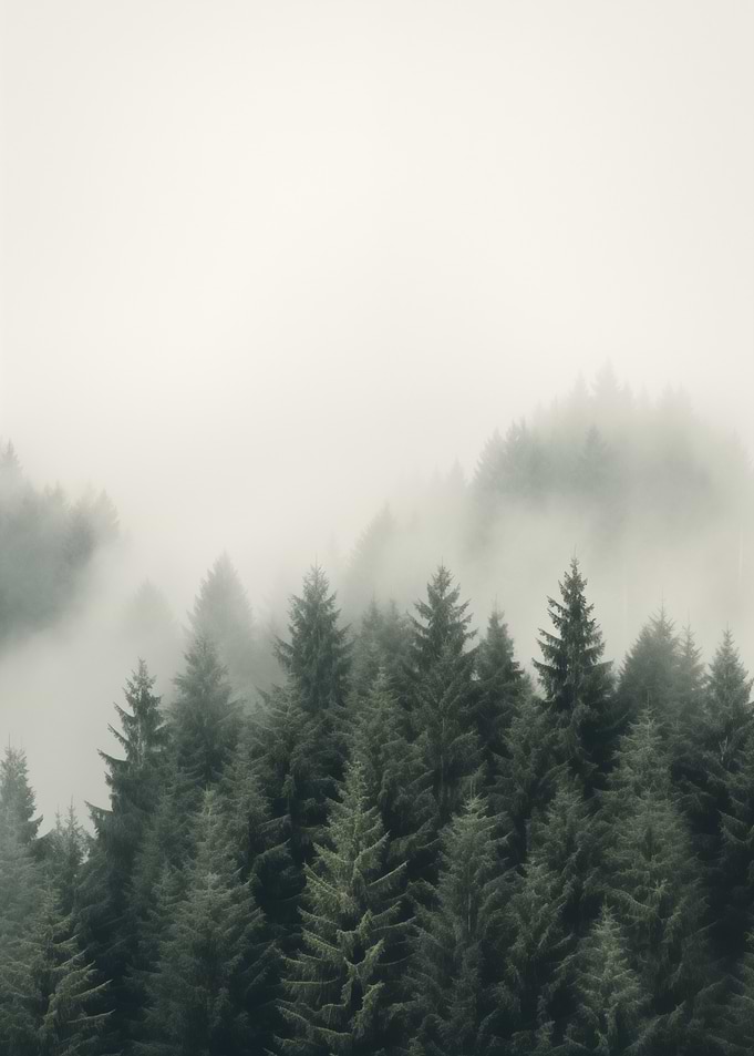 Forest Evergreen Trees