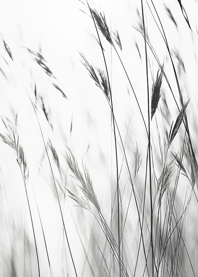 Botanical Grass Field