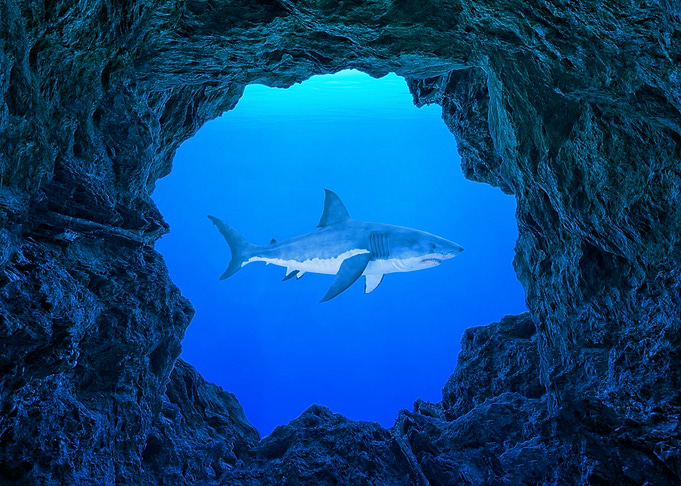 Great White Shark in Cave Opening