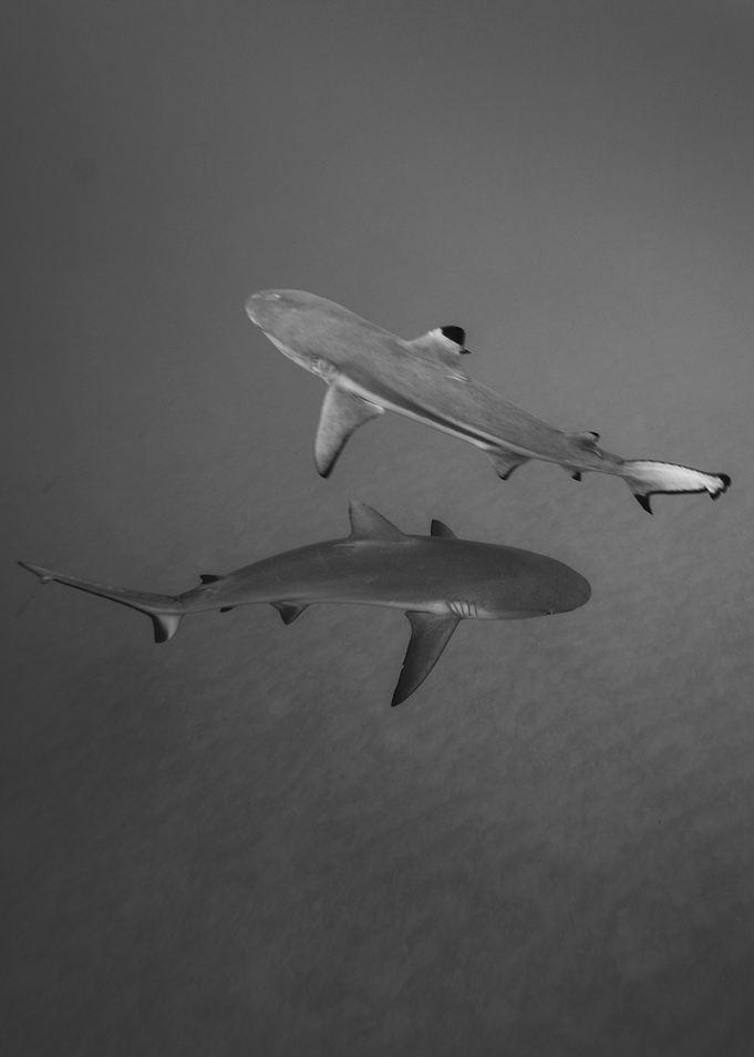 Two Sharks Swimming in the Ocean