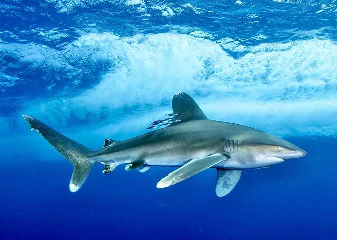 Shark underwater in blue ocean