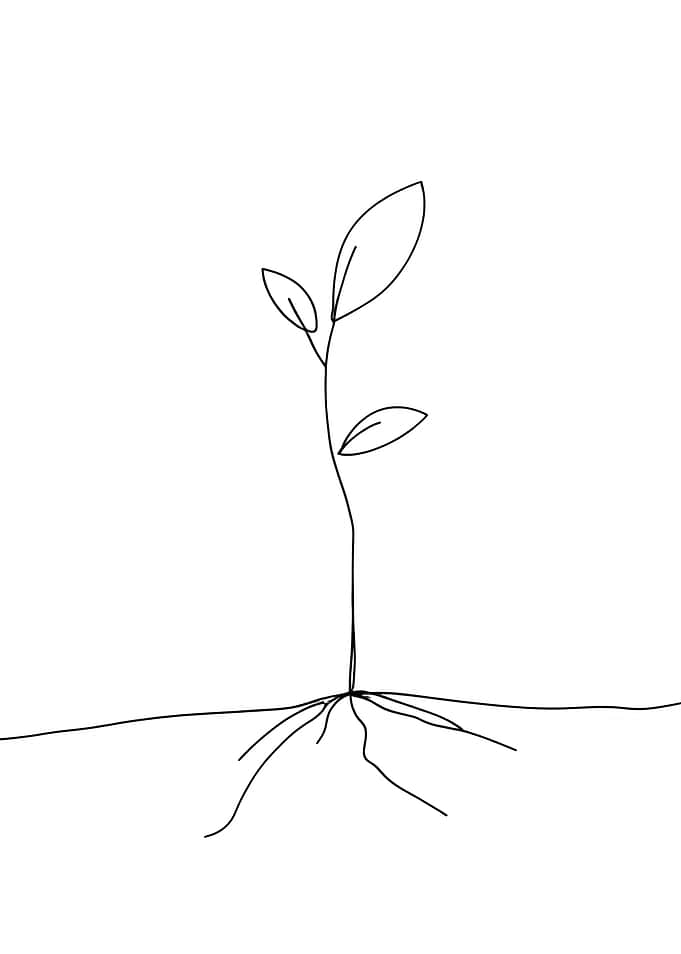 Minimalist Plant Line Art