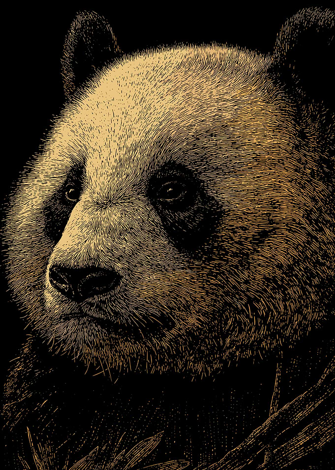 Panda Bear Portrait Illustration