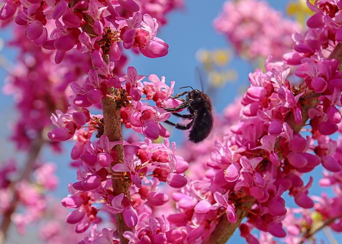 Bee on Pink Blossom Tree