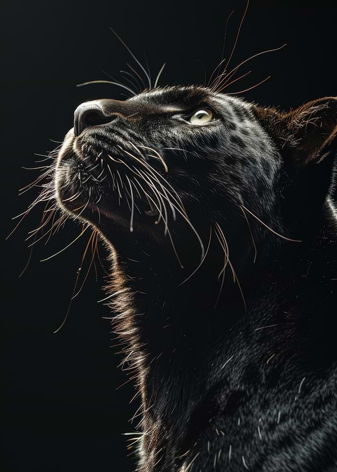 Black Panther Profile