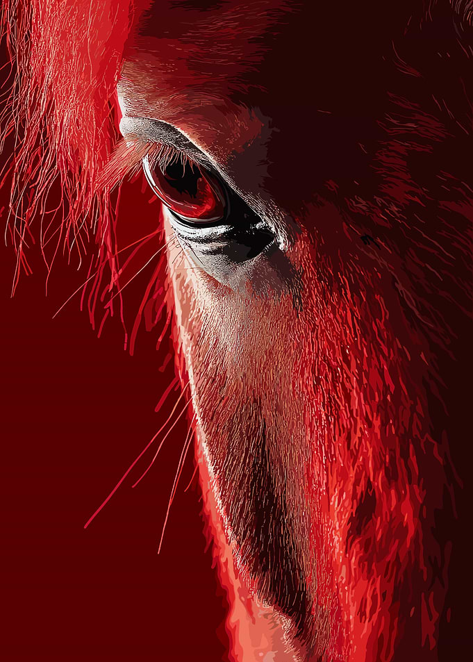 Red Horse Eye Close-Up