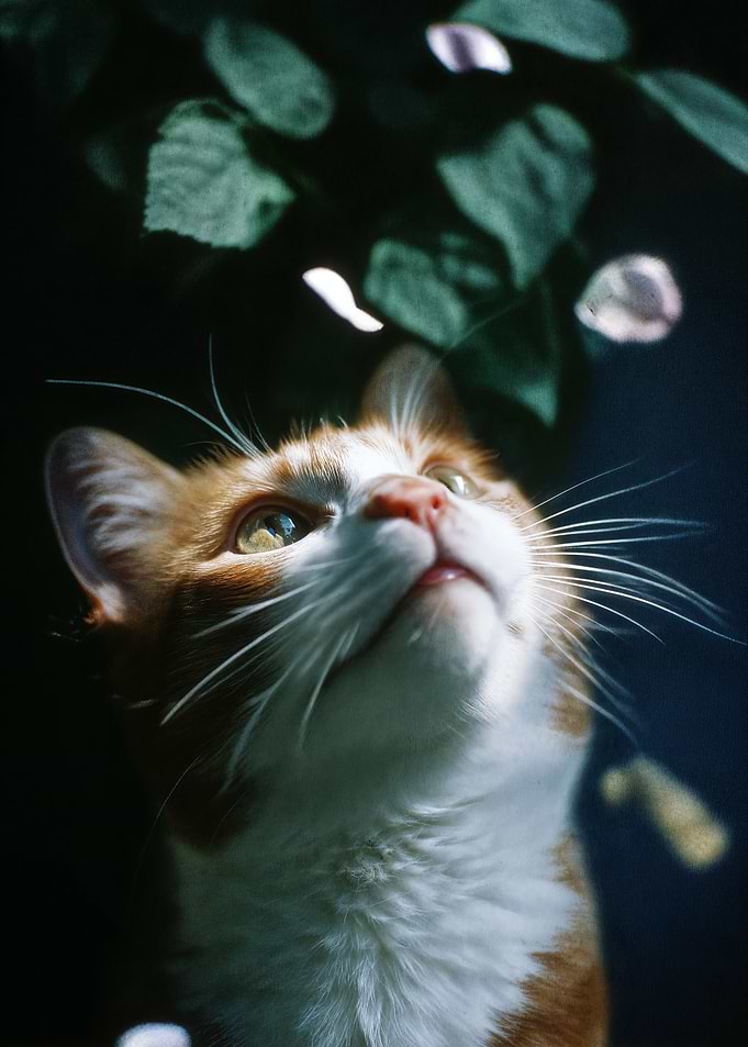 Ginger Cat Gazing Upward
