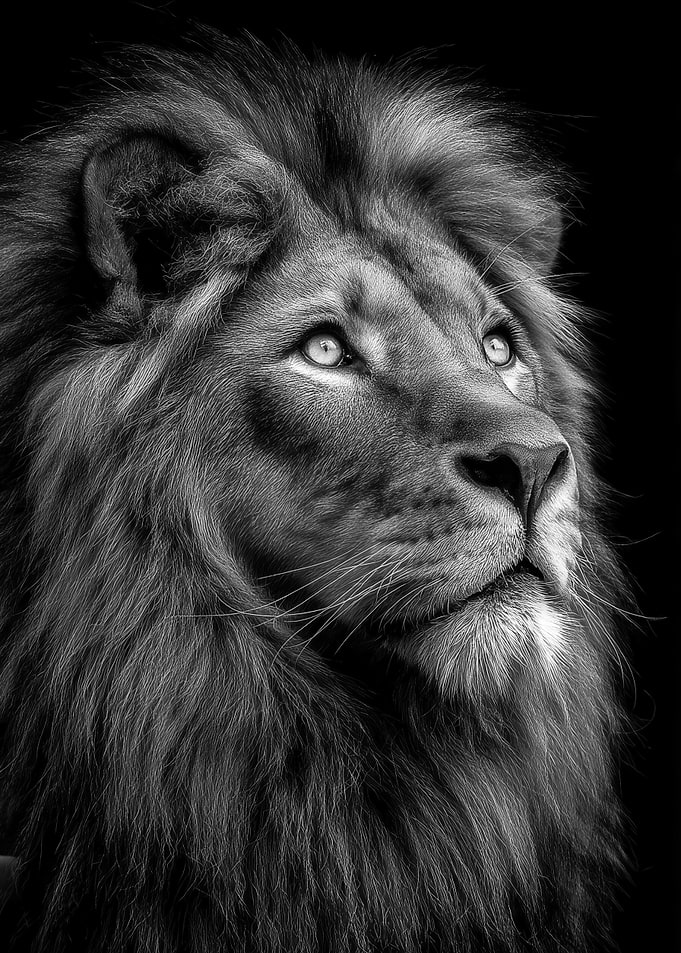 Lion Portrait in Black and White