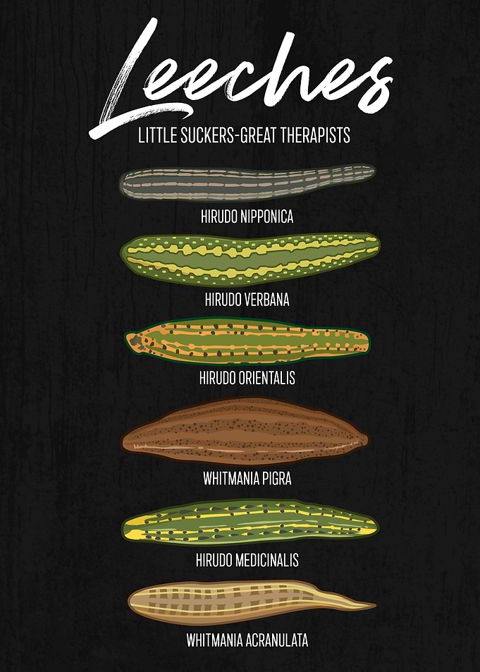 Leeches: Little Suckers, Great Therapists
