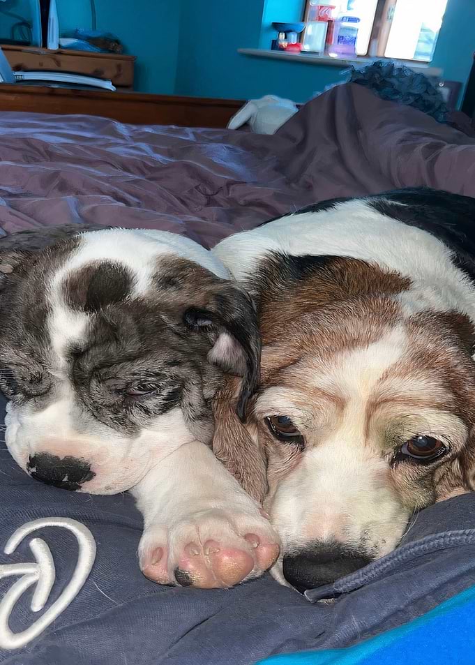 Two Dogs Cuddling on a Bed