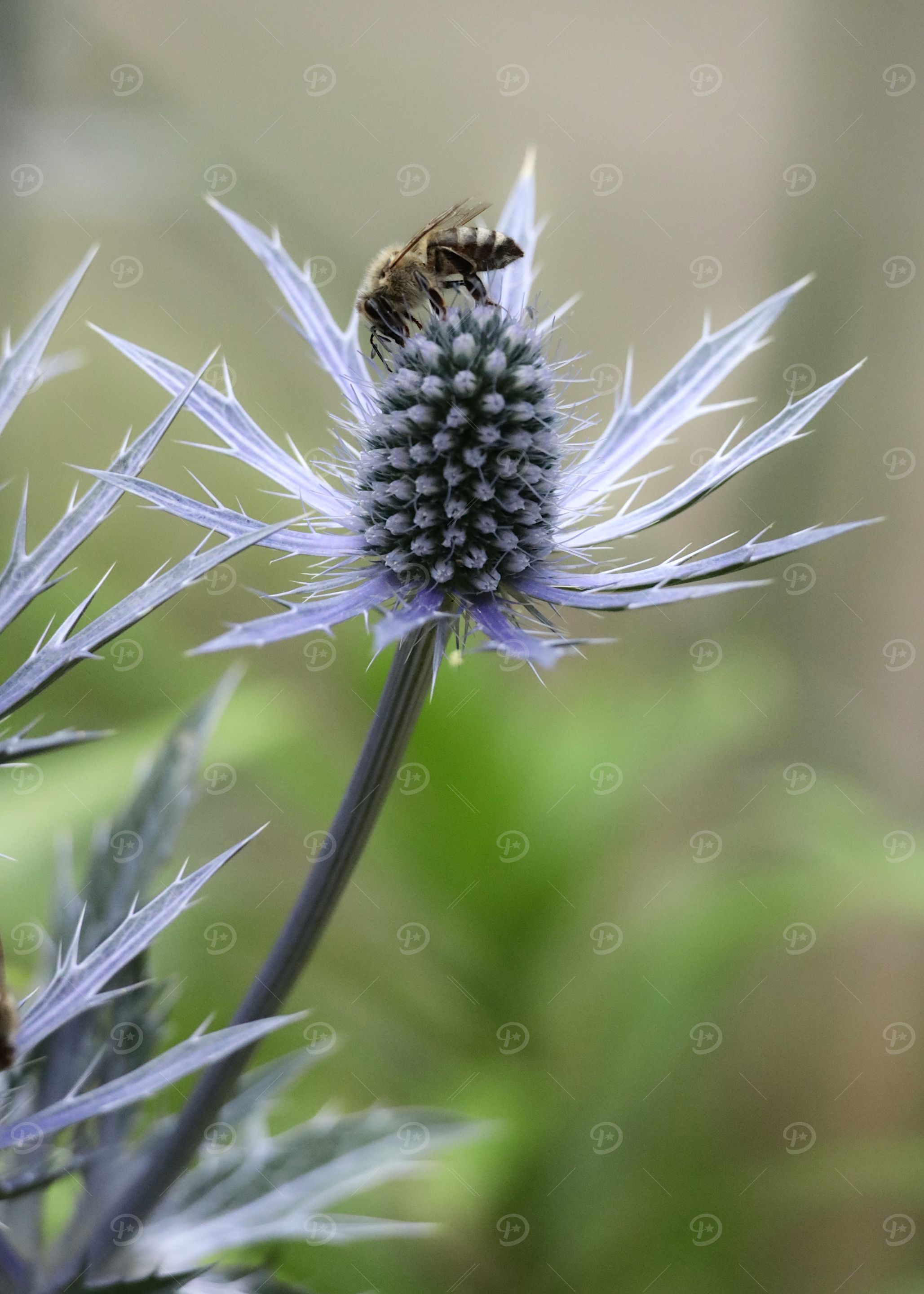 Bee on Blue Thistle Flower