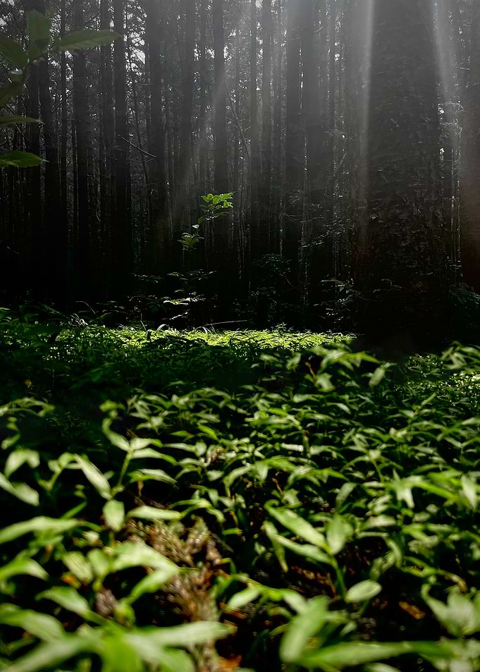 Sunlit Forest Floor Undergrowth