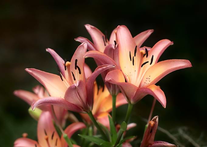 Peach Lily Flowers