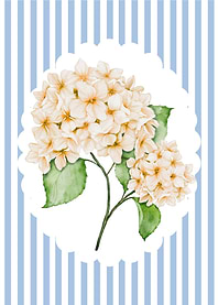 Hydrangea Floral Art on Striped Background