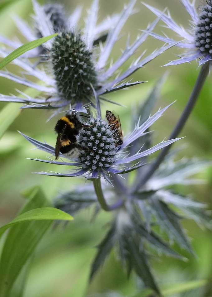 Bumblebee on a Blue Thistle Flower