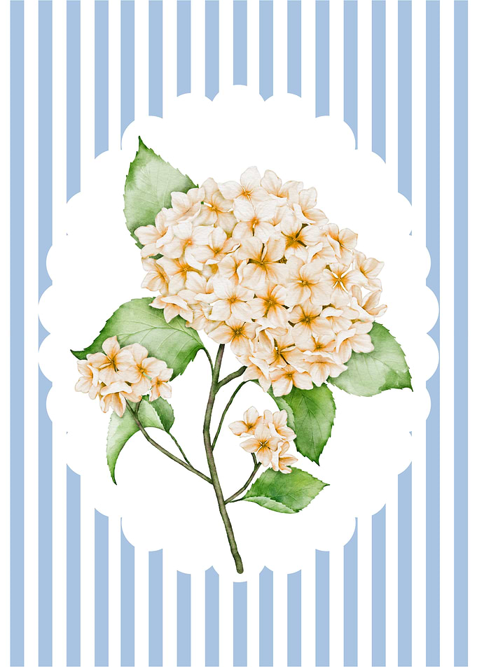 Hydrangea Blossom on Striped Background