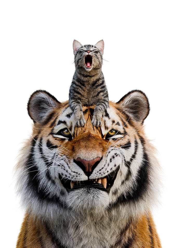 Cat Yawning on Tiger's Head