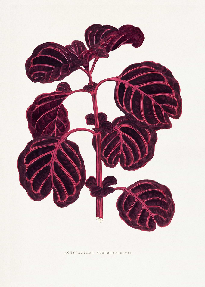Aechmanthera Verschaffeltii Botanical Illustration