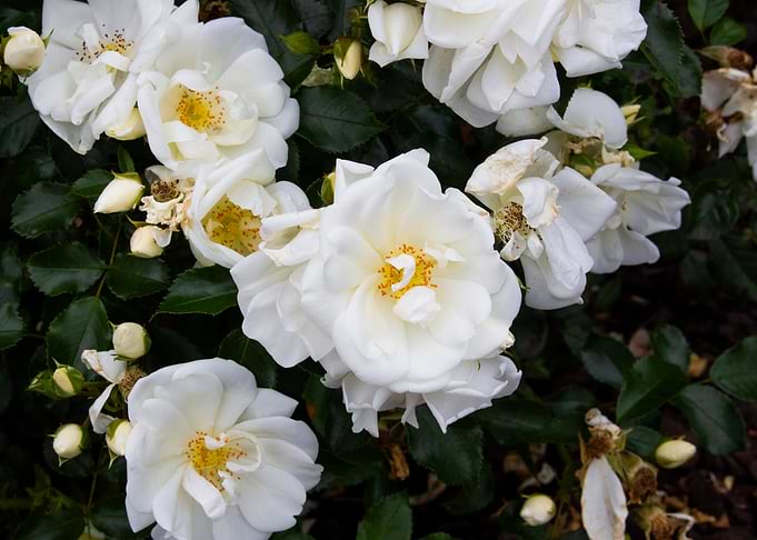 The White Bunch