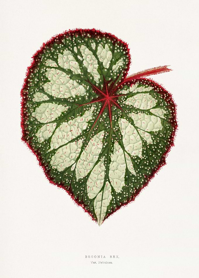 Begonia Rex Leaf Illustration
