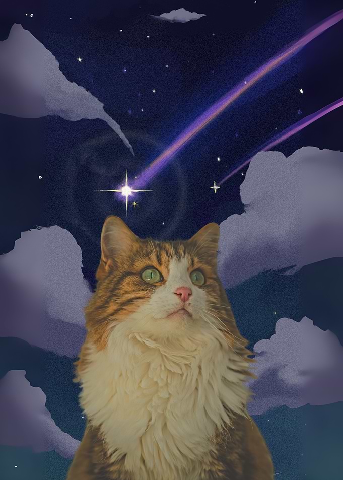 Cat gazing at shooting stars