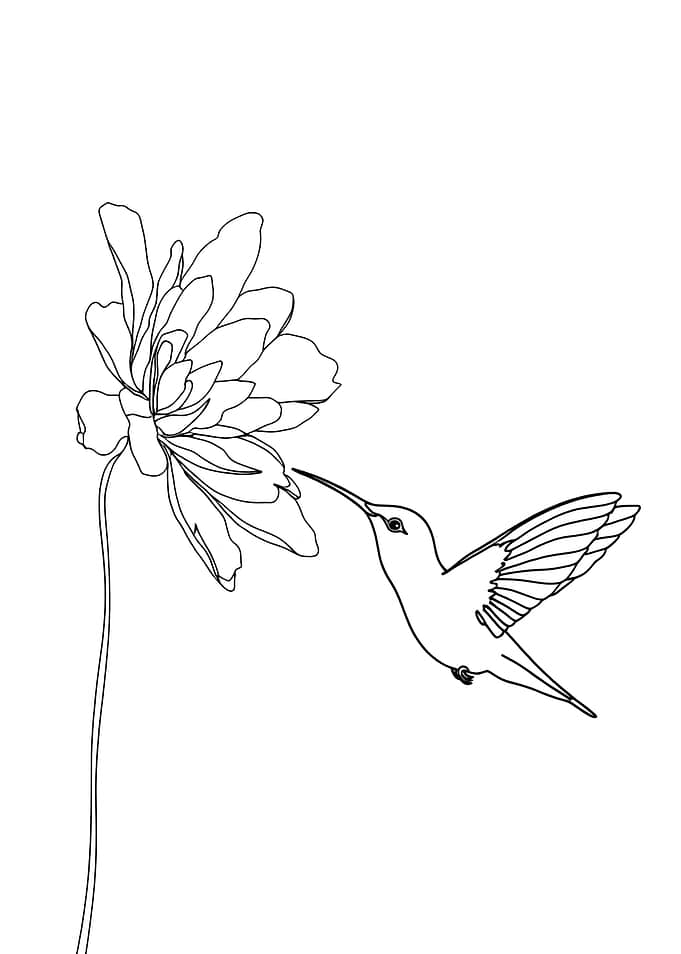 Hummingbird and Flower Minimalist Line Art