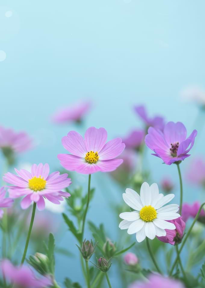 Pastel Flowers