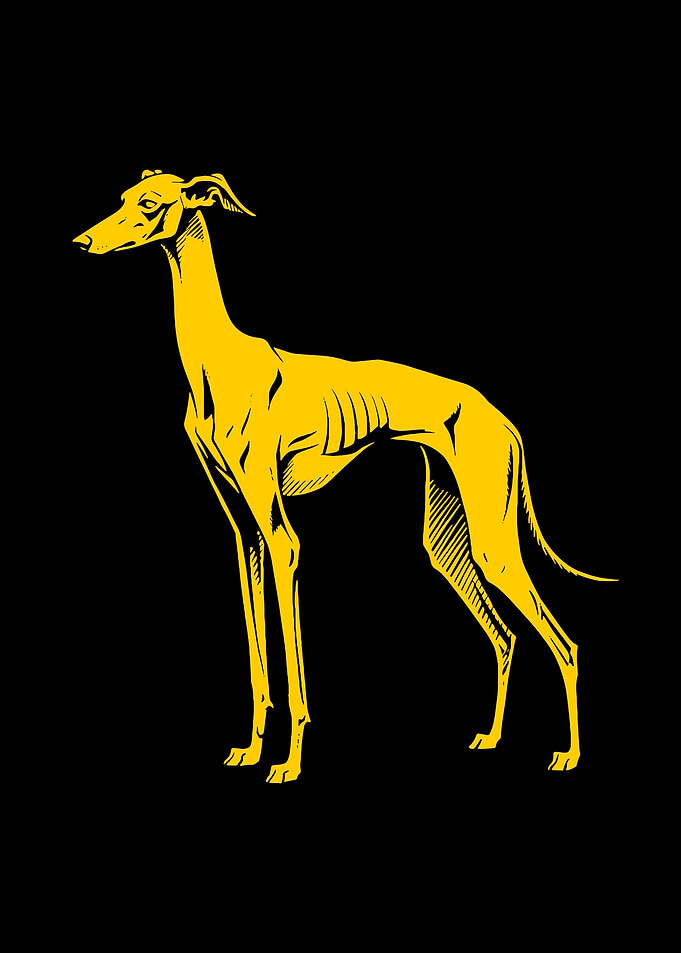 Yellow Dog Greyhound on Black Background